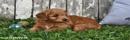 Goldendoodle dogs for sale: Willow - Ad 3