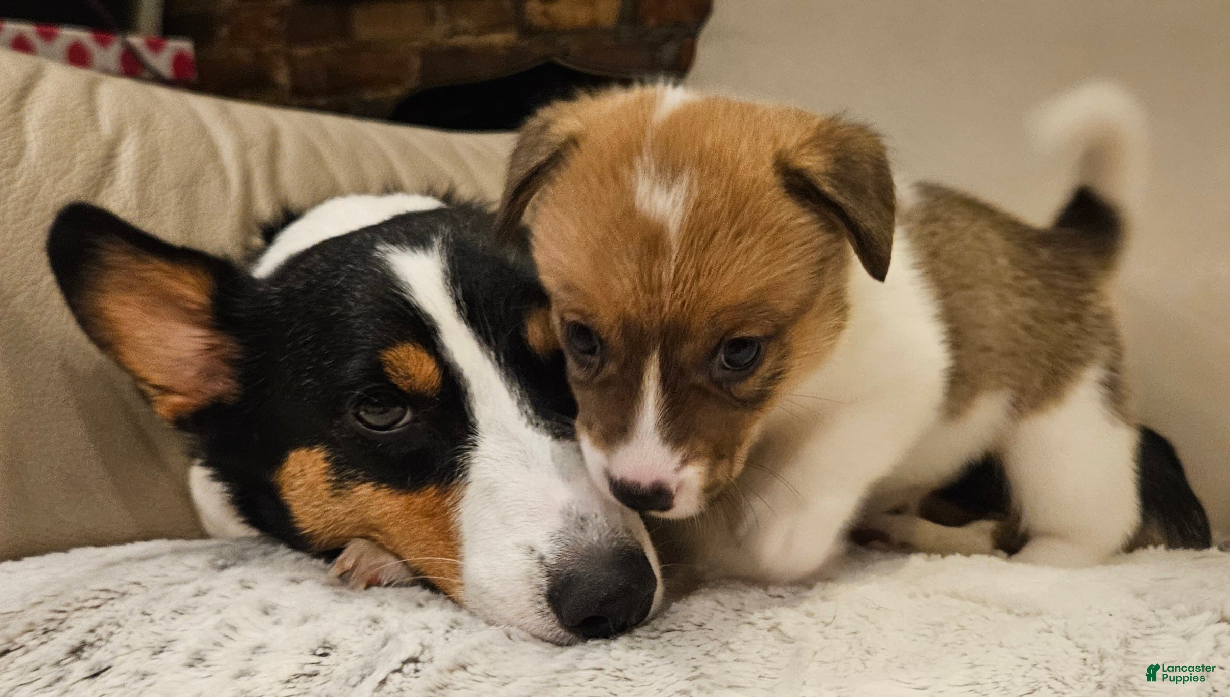 Mixed Breed dogs Orpheus - Ad 2