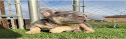 French Bulldog dogs for sale: ROCKY - Elite Lilac Tan Fluffy Micro French Bulldog, CA-USA Delivery Options - Ad 6