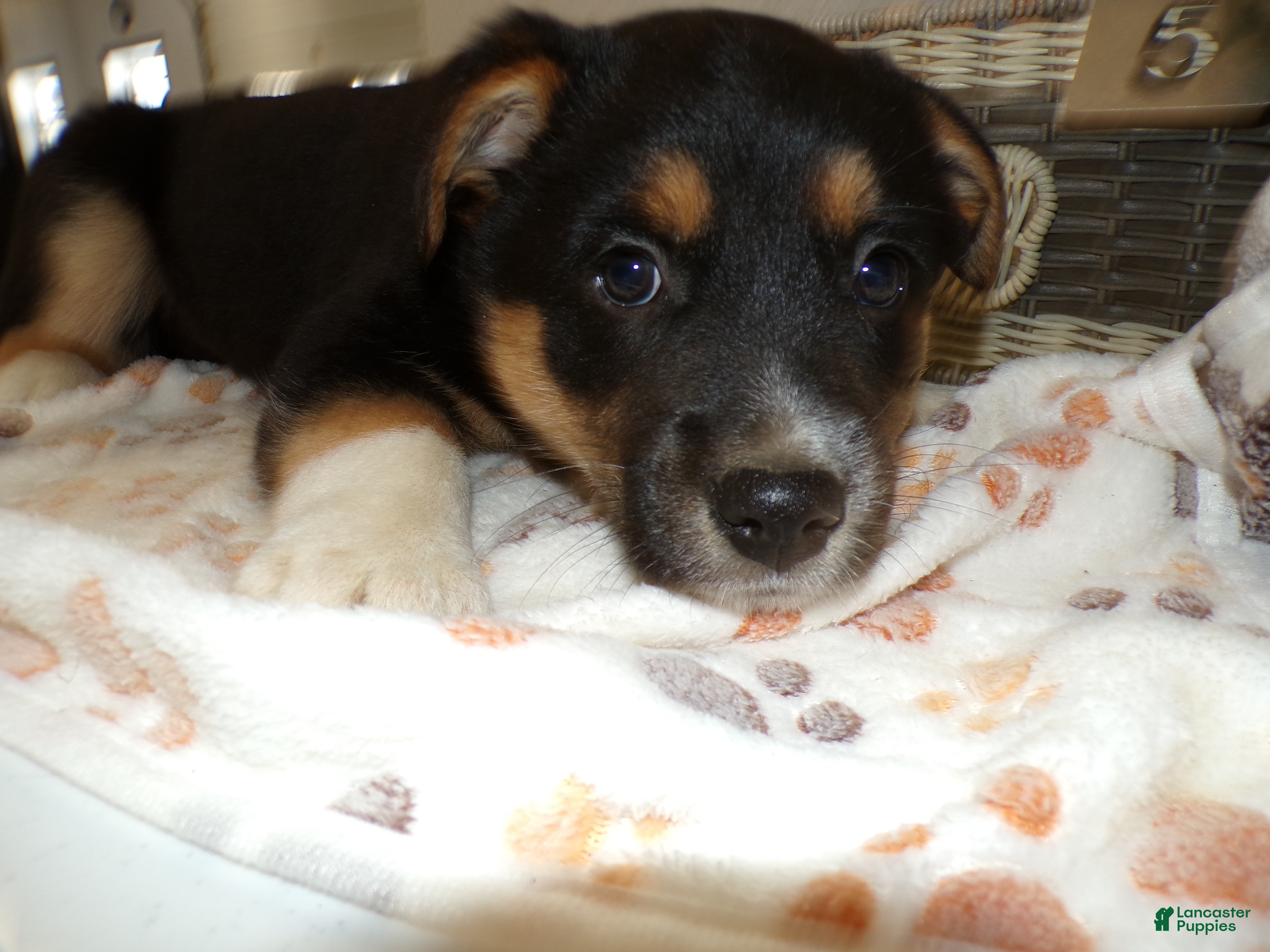 Mixed Breed dogs Mixed Breed Puppy 5 Scooby - Ad 28