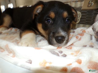 Mixed Breed dogs Mixed Breed Puppy 5 Scooby - Ad 5