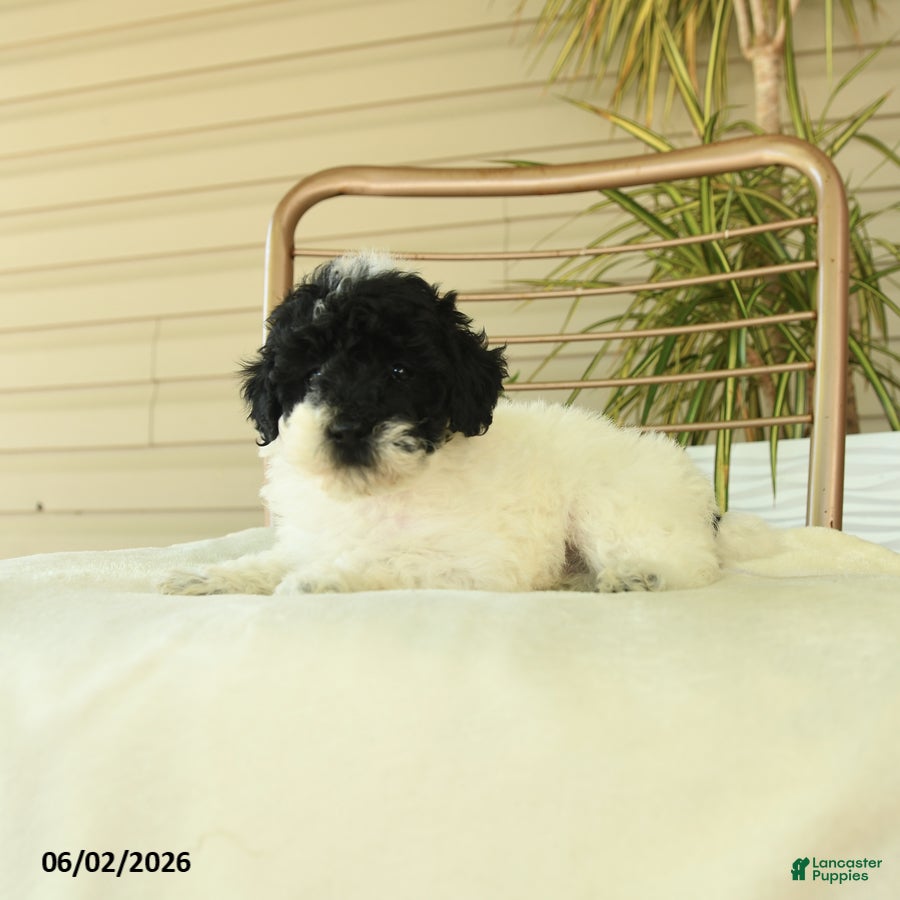 Miniature Poodle dogs for sale: Quicksilver - Ad 3