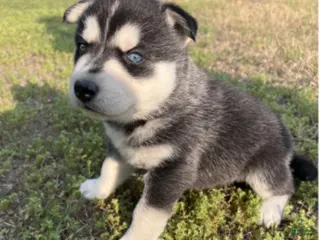 Gerberian Shepsky dogs Gerberian Shepsky Puppy 1 - Ad 33