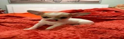 Chihuahua dogs for sale: Chihuahua 2 - Ad 7