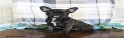 Frenchton dogs for sale: Jayda - Ad 3