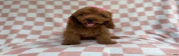 Cavapoo dogs for sale: Reba - Ad 5
