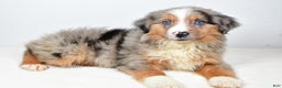 Miniature Australian Shepherd dogs for sale: Winston - Ad 5