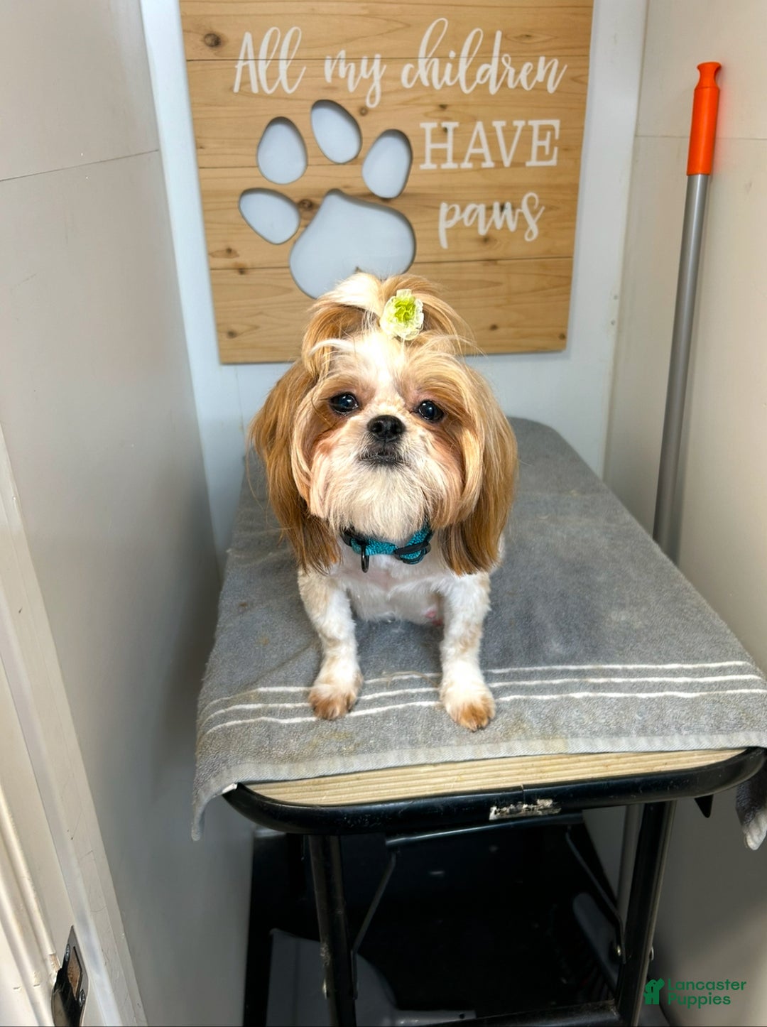 Shih Tzu dogs for sale: Shih Tzu Puppy 1 - Ad 16