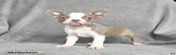 Boston Terrier dogs for sale: Tiffany - Ad 4