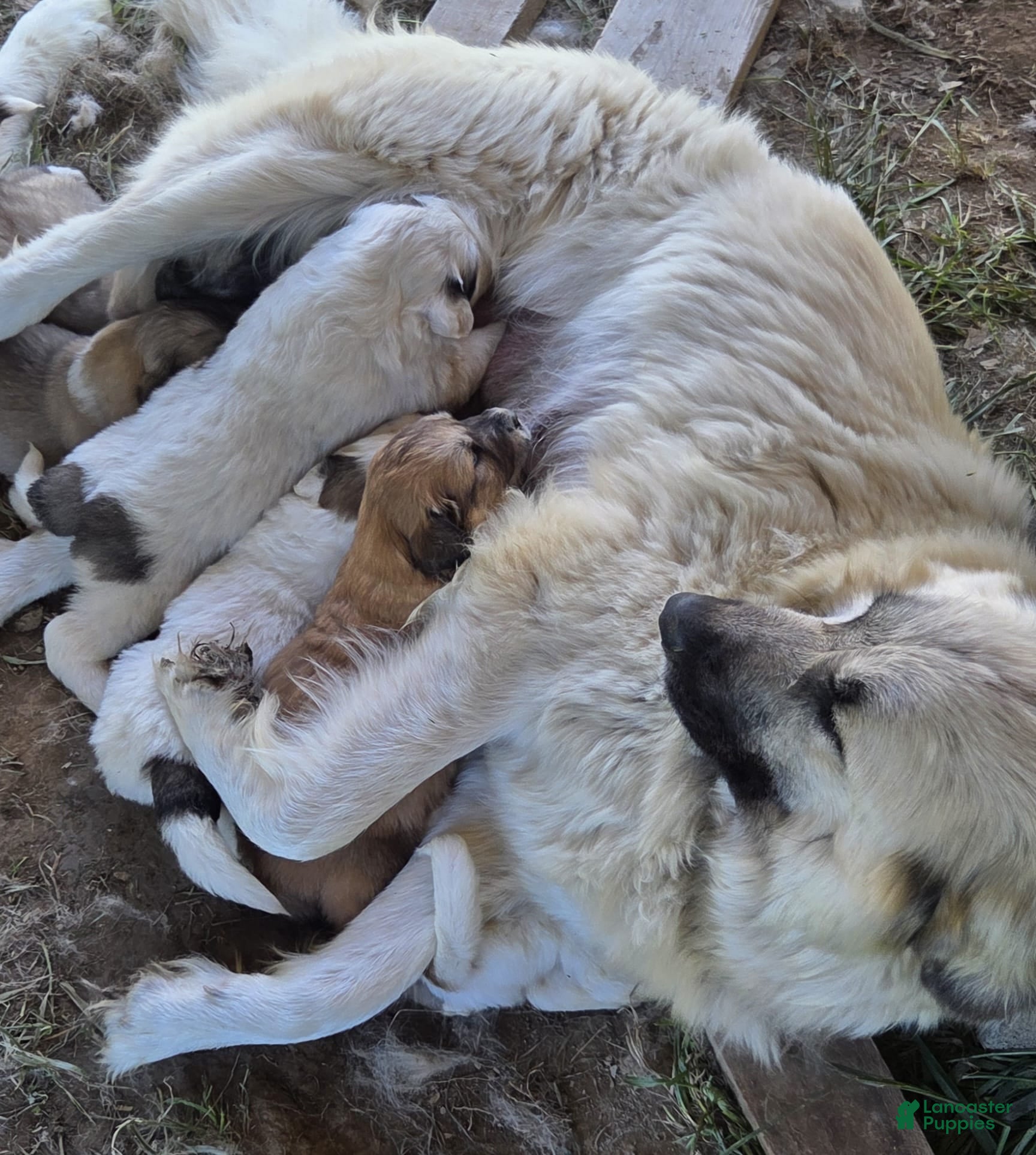 Mixed Breed dogs Clover - Ad 2