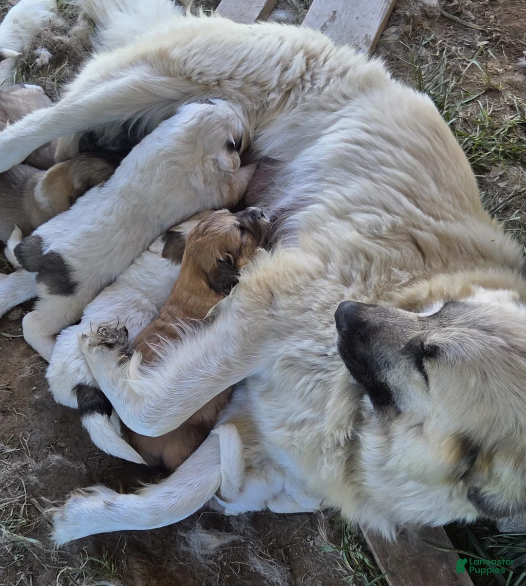 Mixed Breed dogs for sale: Nessy  - Ad 2
