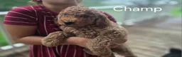 Irish Doodle dogs for sale: Irish Doodle 1 - Ad 1