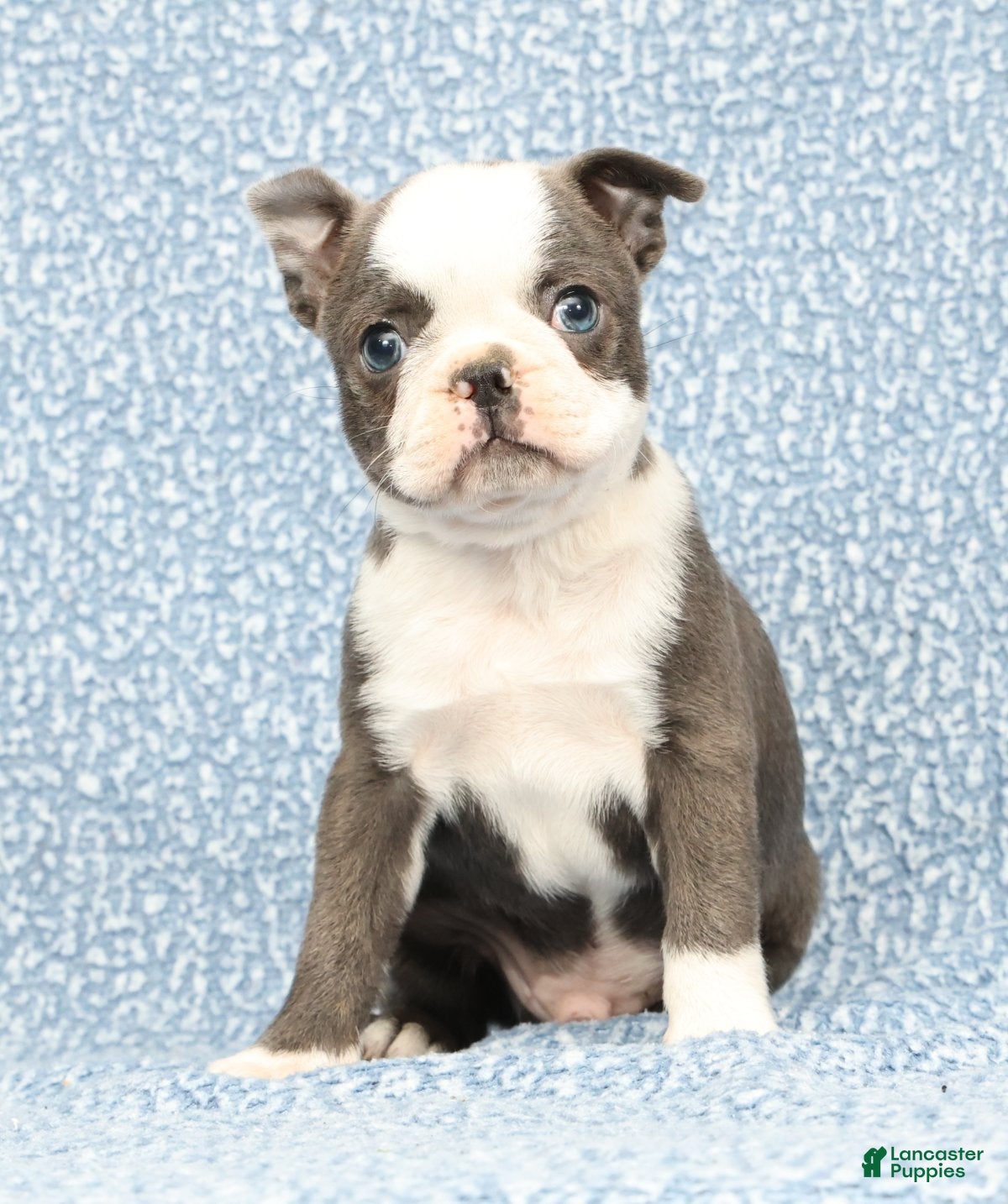 Boston Terrier dogs Bingo - Ad 2