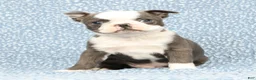 Boston Terrier dogs for sale: Bingo - Ad 2