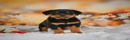 Rottweiler dogs for sale: Mason - Ad 6