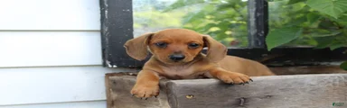 Rusty