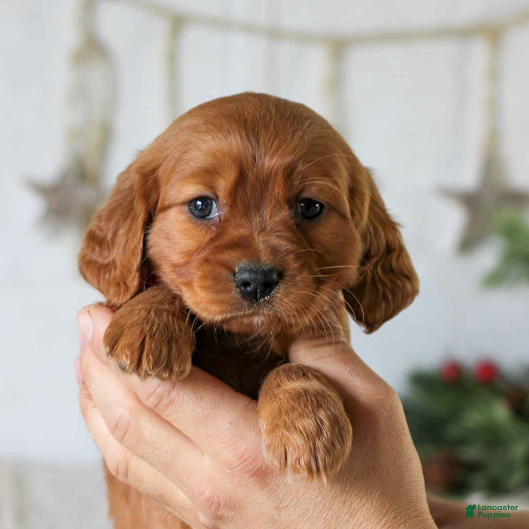 Miniature Golden Retriever dogs for sale: Dove  - Ad 3