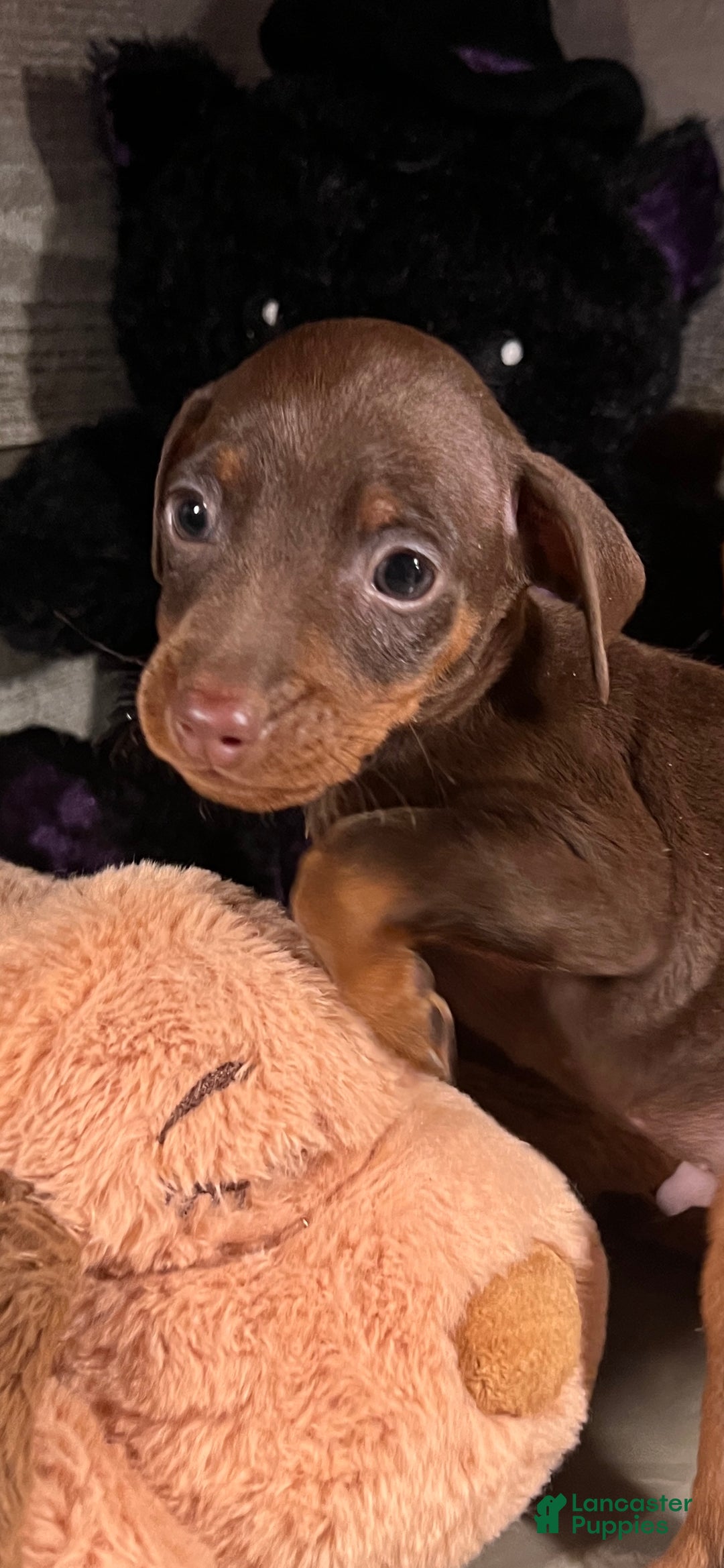 Miniature Pinscher dogs for sale: Teddy - Ad 5