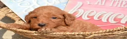Mini Goldendoodle dogs for sale: Dana Mini Goldendoodle 6 - Ad 4