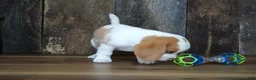 Beagle dogs for sale: Walker - Ad 8