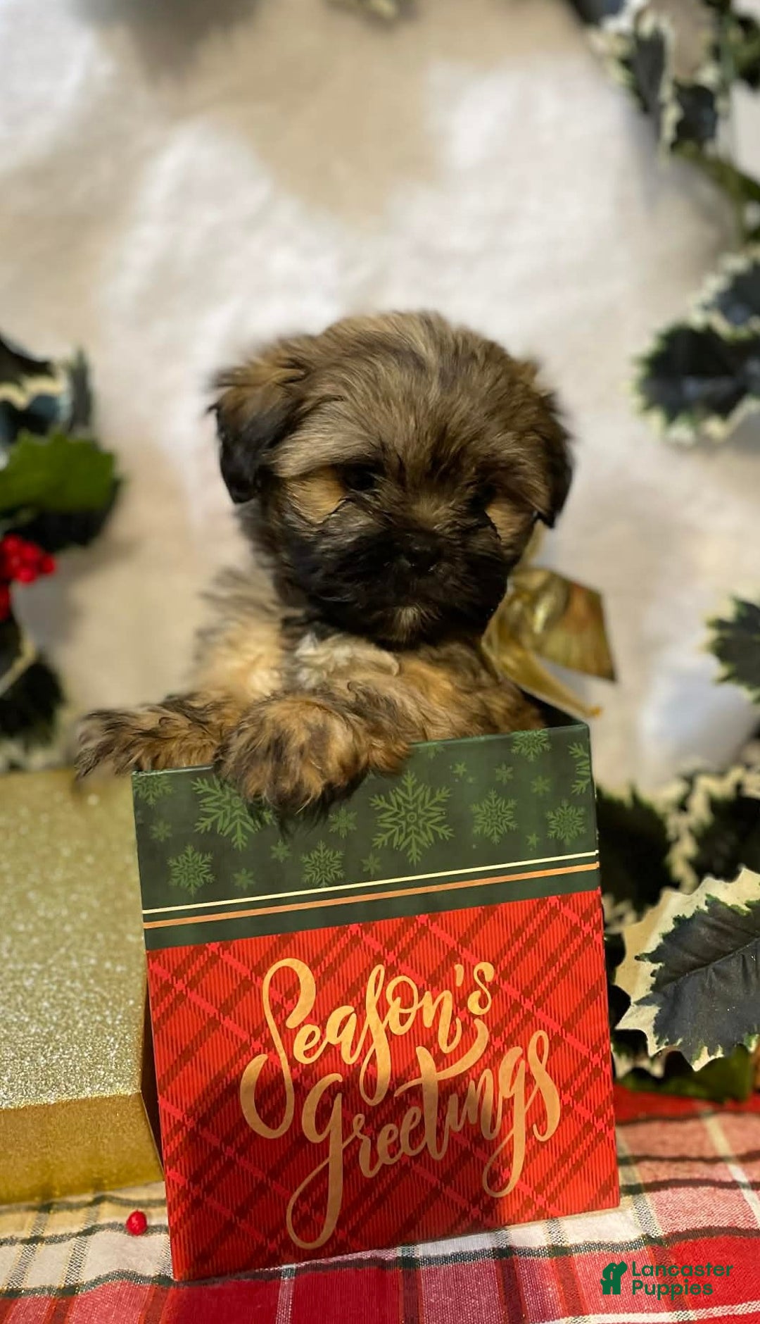 Mixed Breed dogs for sale: Mixed Breed Puppy 1 - Ad 2