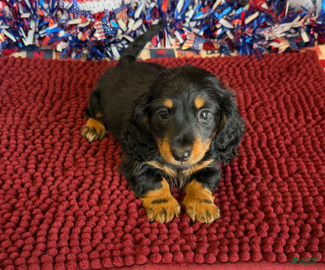 Miniature Dachshund dogs for sale: Buddy - Ad 3