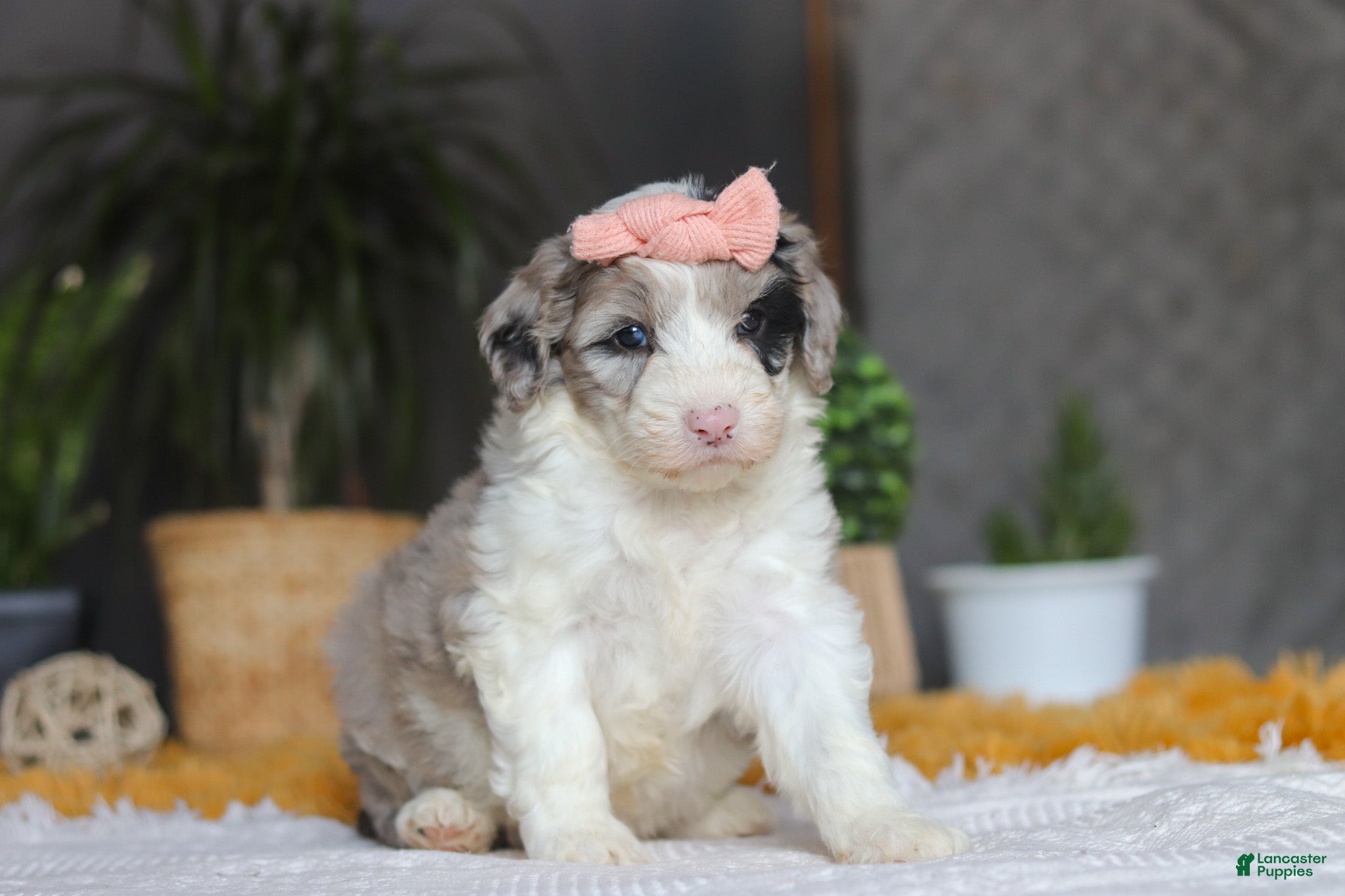 Sheepadoodle dogs Bonnie - Ad 2