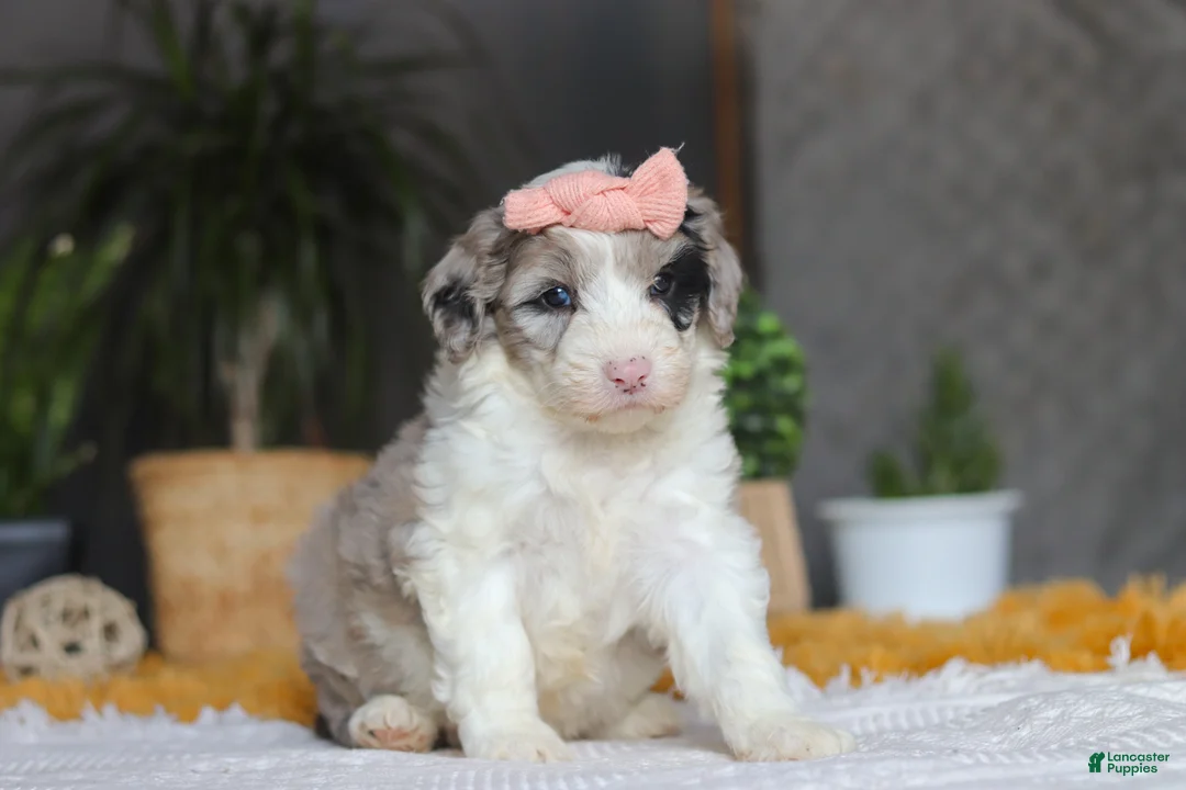 Sheepadoodle dogs for sale: Bonnie - Ad 2