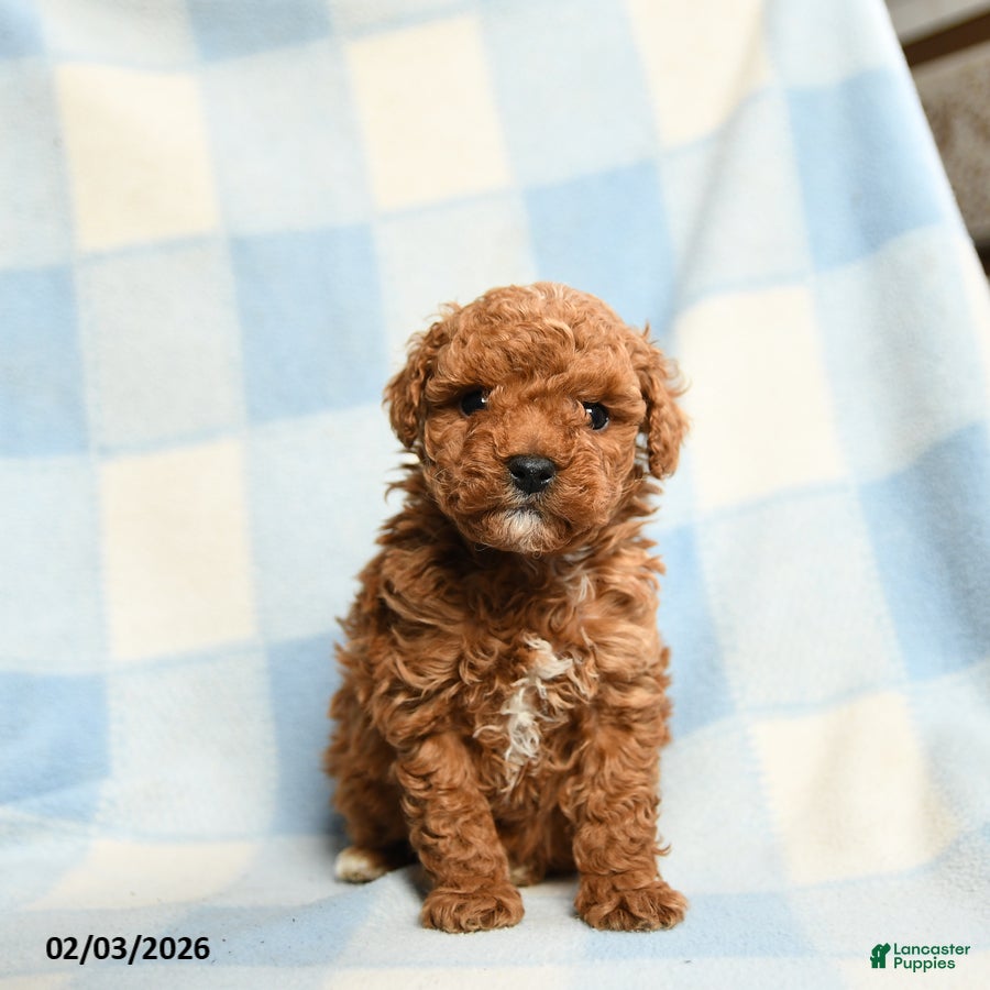Toy Poodle dogs Slugger - Ad 15