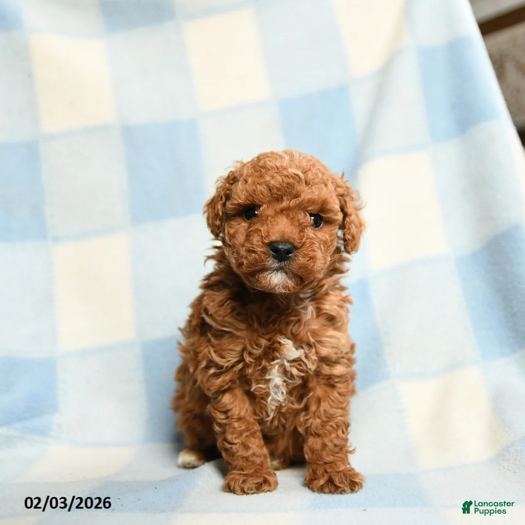 Toy Poodle dogs for sale: Slugger - Ad 1