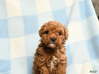 Toy Poodle dogs Slugger - Ad 15