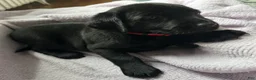 Labrador Retriever dogs for sale: Labrador Retriever Red - Ad 2