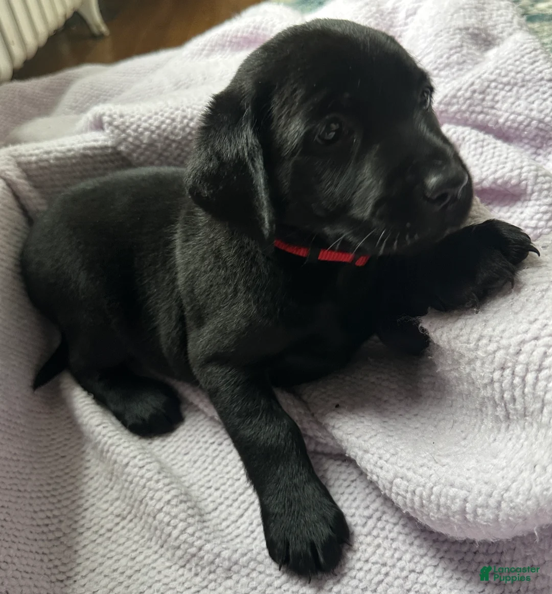 Labrador Retriever dogs for sale: Labrador Retriever Red - Ad 2