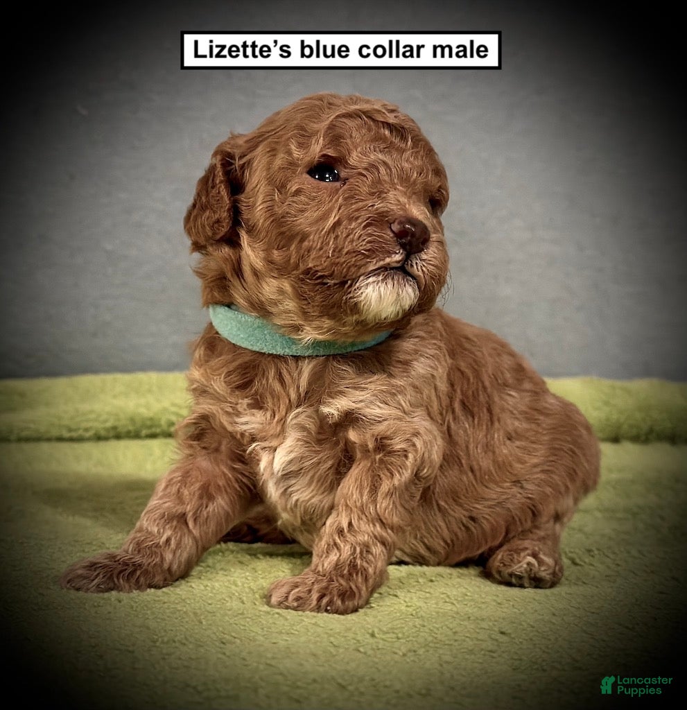 Toy Poodle dogs AKC Lizette's Blue Collar Male - Ad 3