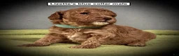 Toy Poodle dogs for sale: AKC Lizette's Blue Collar Male - Ad 1