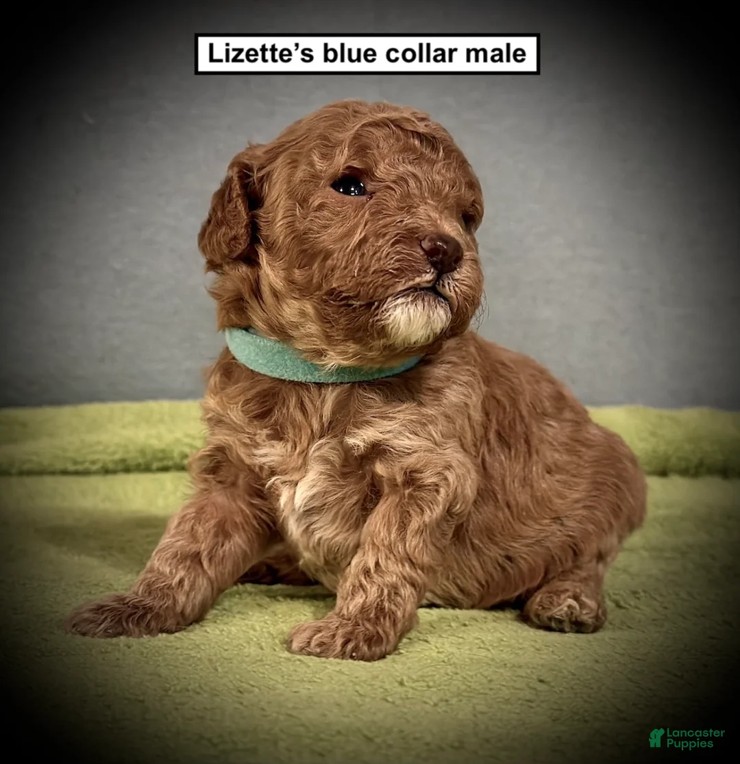 Toy Poodle dogs for sale: AKC Lizette's Blue Collar Male - Ad 1