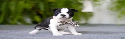 Boston Terrier dogs for sale: Bluey - Ad 11