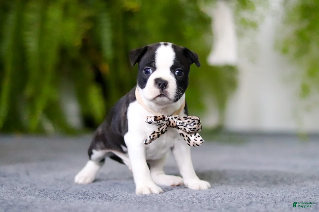 Boston Terrier dogs for sale: Bluey - Ad 11
