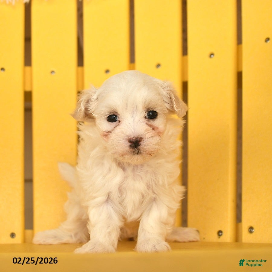 Maltese dogs Clementine - Ad 2