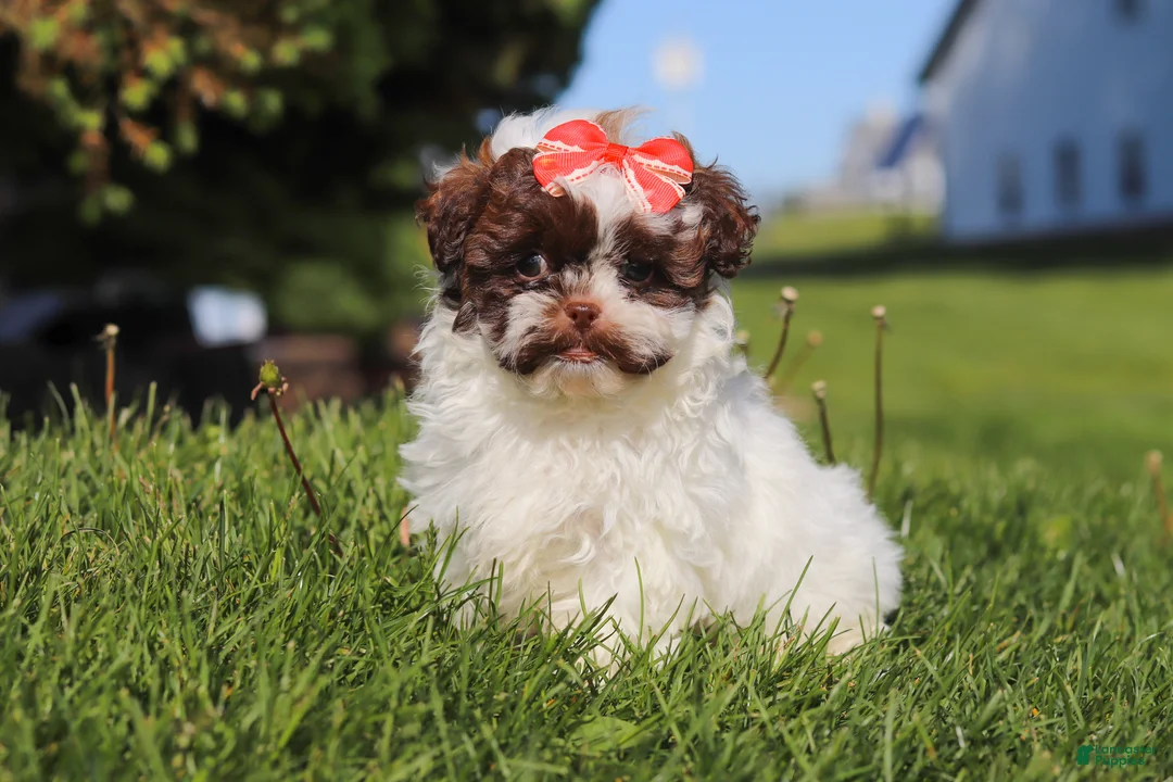 Shihpoo dogs for sale: Tabby - Ad 1