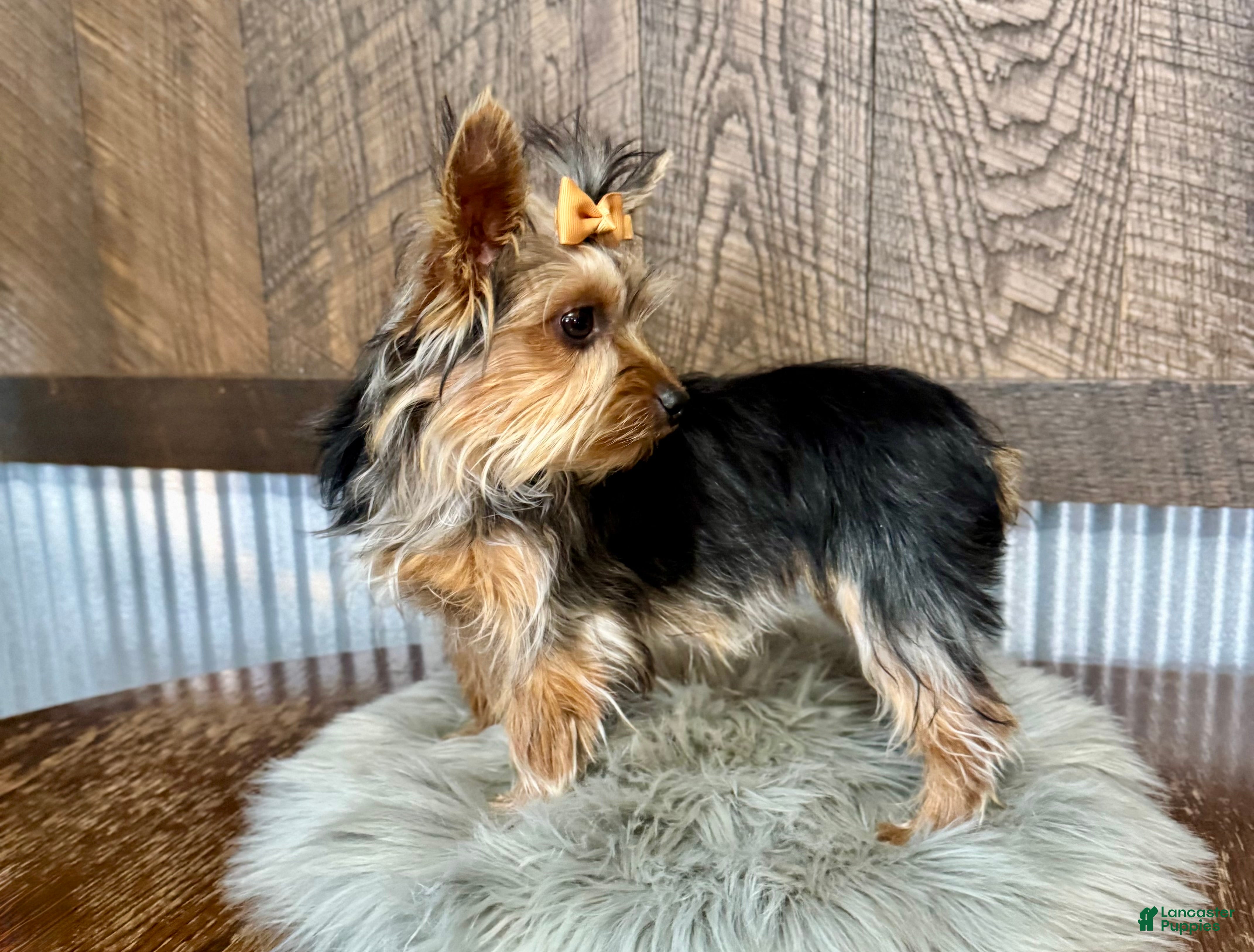 Yorkshire Terrier dogs Shania - Ad 2