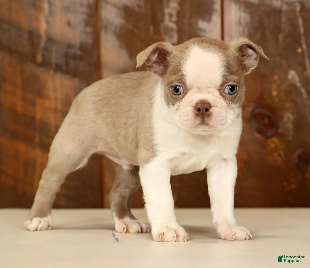 Boston Terrier dogs for sale: Rover - Ad 8