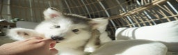 Alaskan Malamute dogs for sale: Xiao Lv - Ad 3