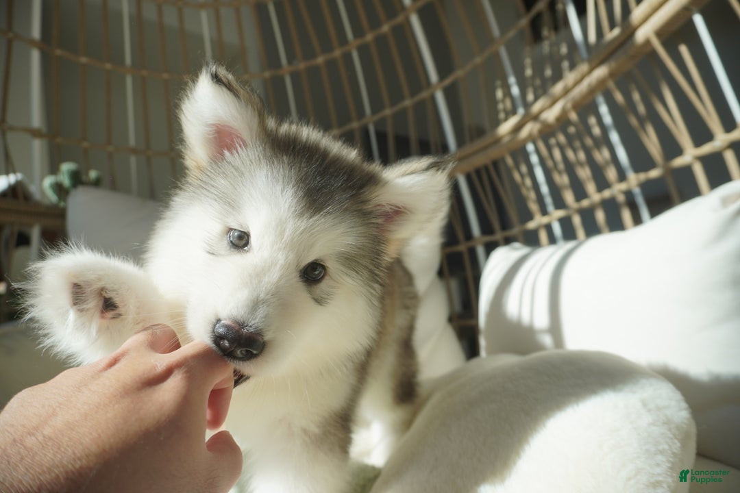 Alaskan Malamute dogs for sale: Xiao Lv - Ad 3