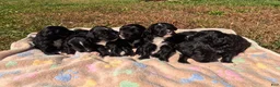 Bernedoodle dogs for sale: Abby - Ad 4