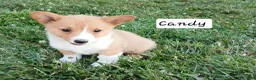 Welsh Corgi Pembroke dogs for sale: Candy - Ad 5