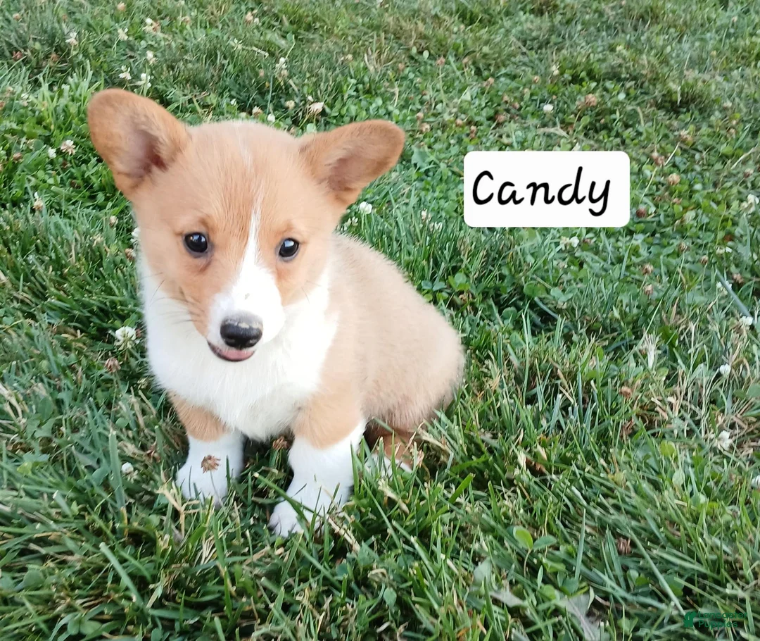Welsh Corgi Pembroke dogs for sale: Candy - Ad 5