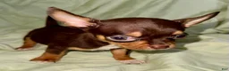 Chihuahua dogs for sale: Shorty  - Ad 4