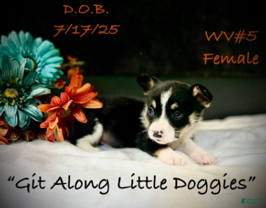 Welsh Corgi Pembroke dogs for sale: WV#4 - Ad 8