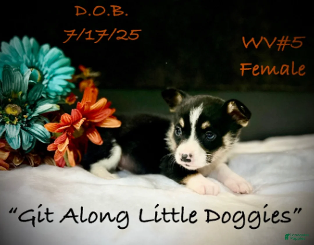 Welsh Corgi Pembroke dogs for sale: WV#4 - Ad 8